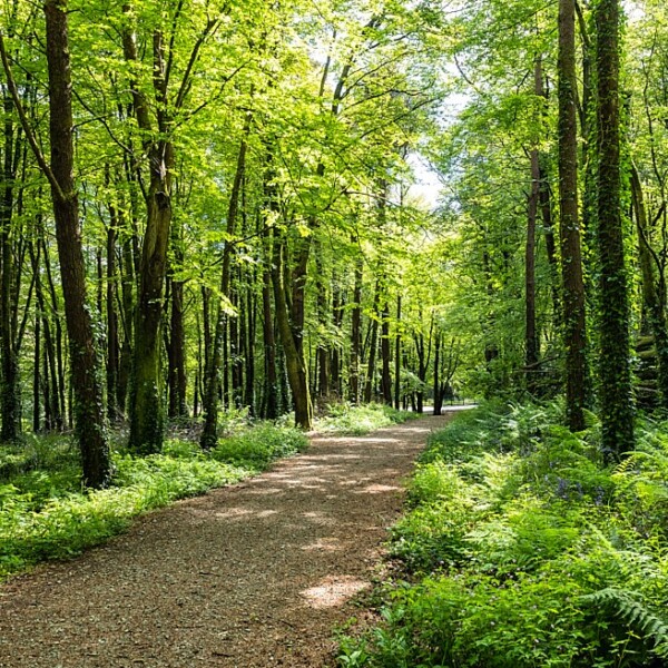 Castlefreke Woods