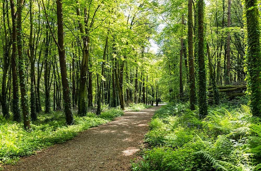 Castlefreke Woods